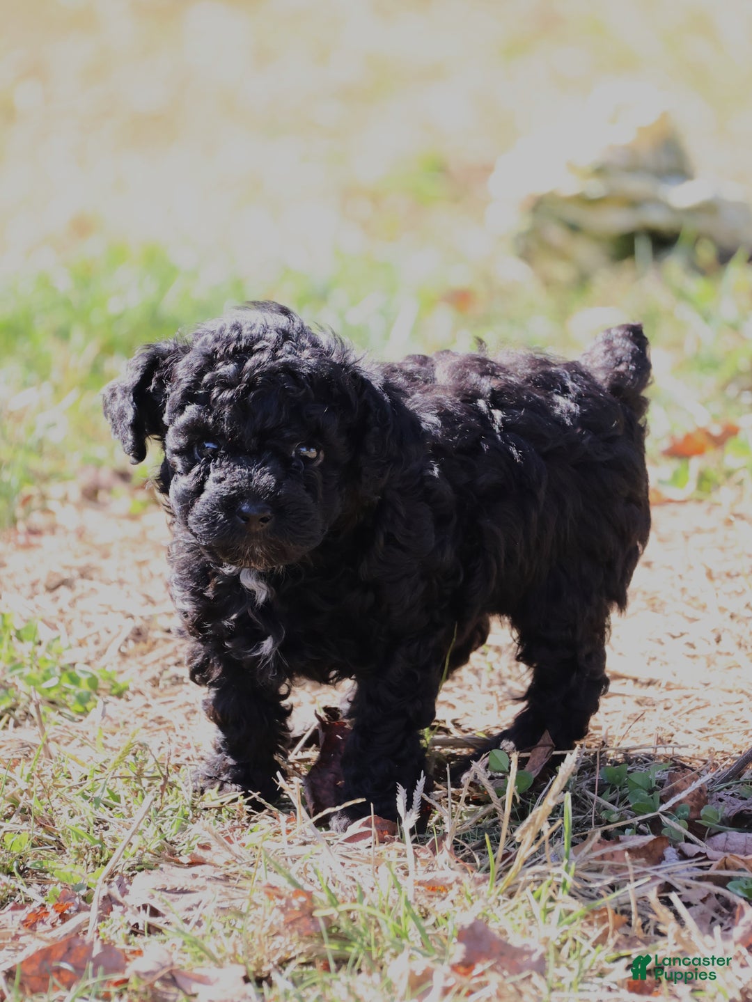 Toy Poodle dogs for sale: Oliver - Ad 5