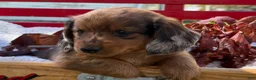 Miniature Dachshund dogs for sale: Barry - Ad 5