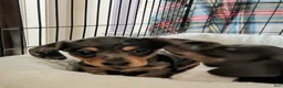 Dachshund dogs for sale: Dachshund 1 - Ad 2