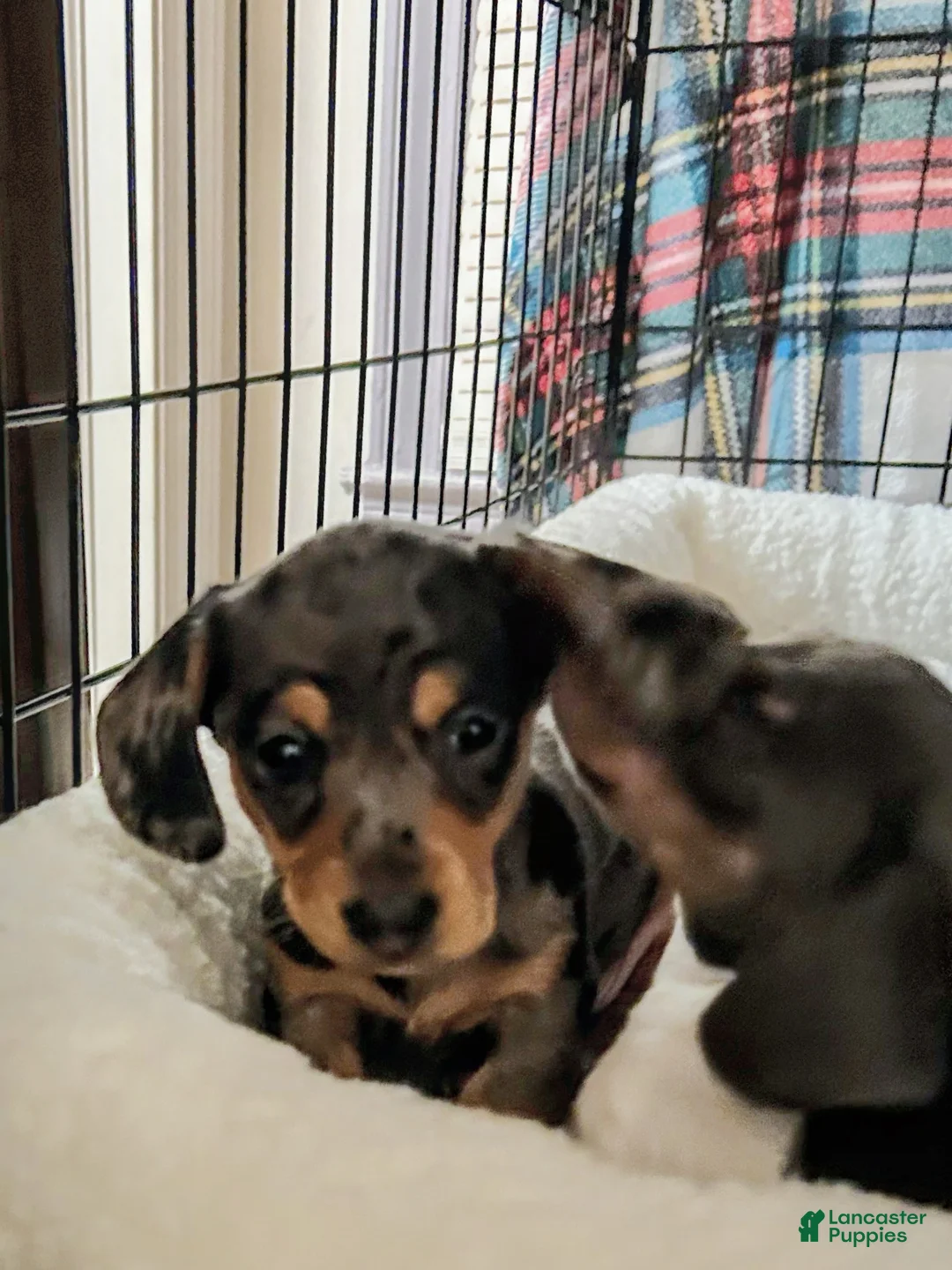 Dachshund dogs for sale: Dachshund 1 - Ad 2
