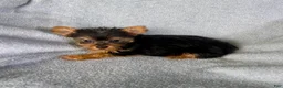Yorkshire Terrier dogs for sale: Stanley-Yorkshire Terrier 1 - Ad 7