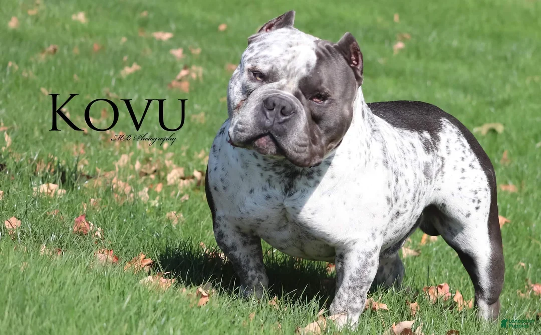 American Bully dogs for sale: Kovu - Ad 2