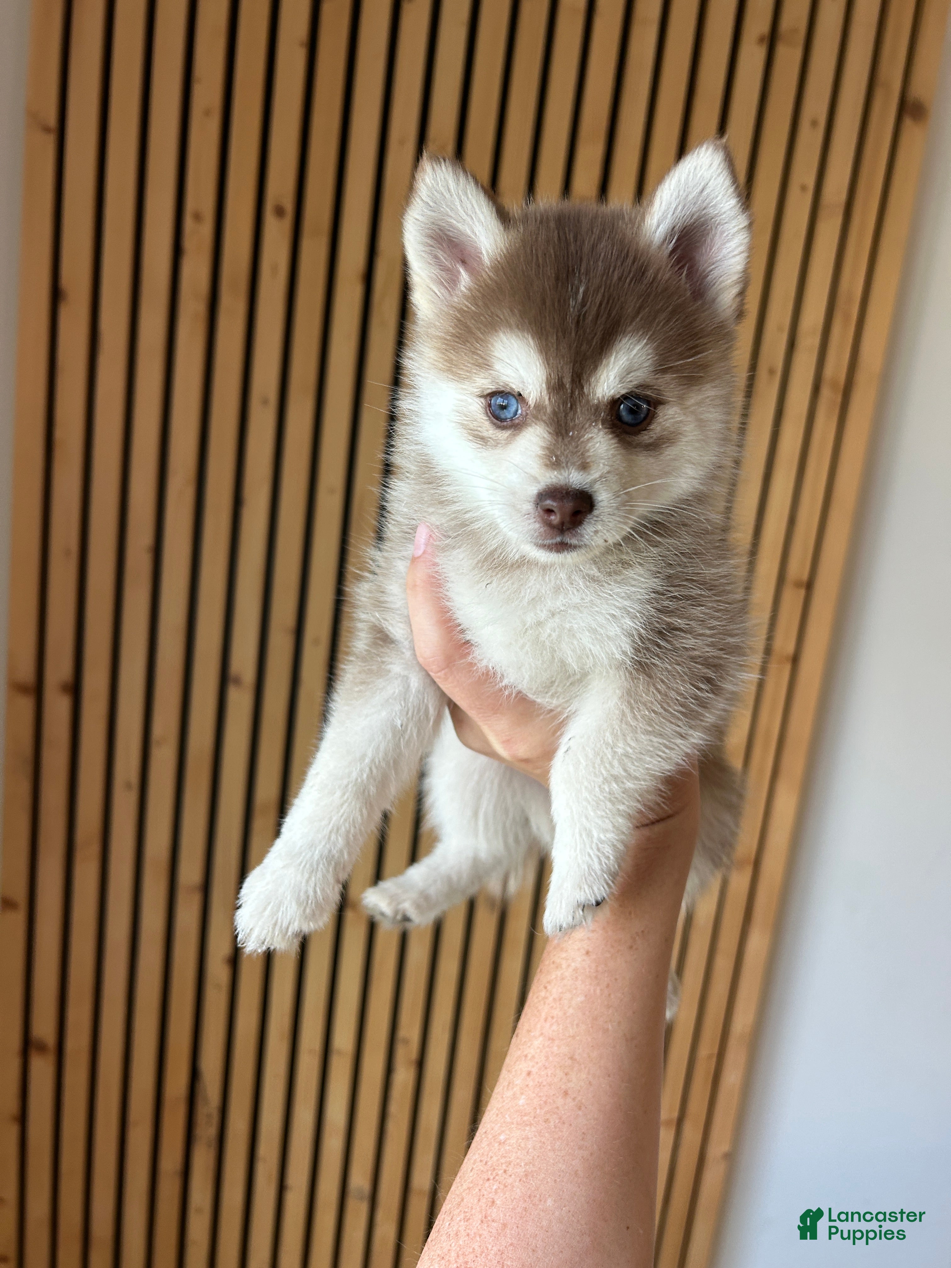 Pomsky dogs Poppy Teacup/Micro Pomsky - Ad 5