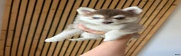 Pomsky dogs for sale: Poppy Teacup/Micro Pomsky - Ad 1