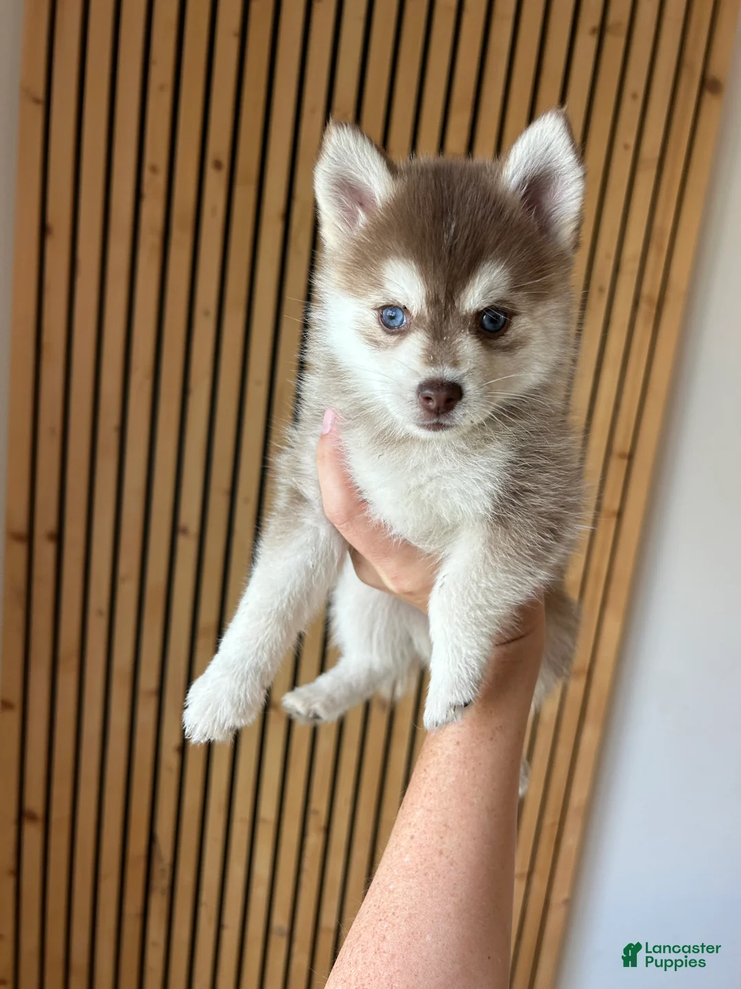 Pomsky dogs for sale: Poppy Teacup/Micro Pomsky - Ad 1