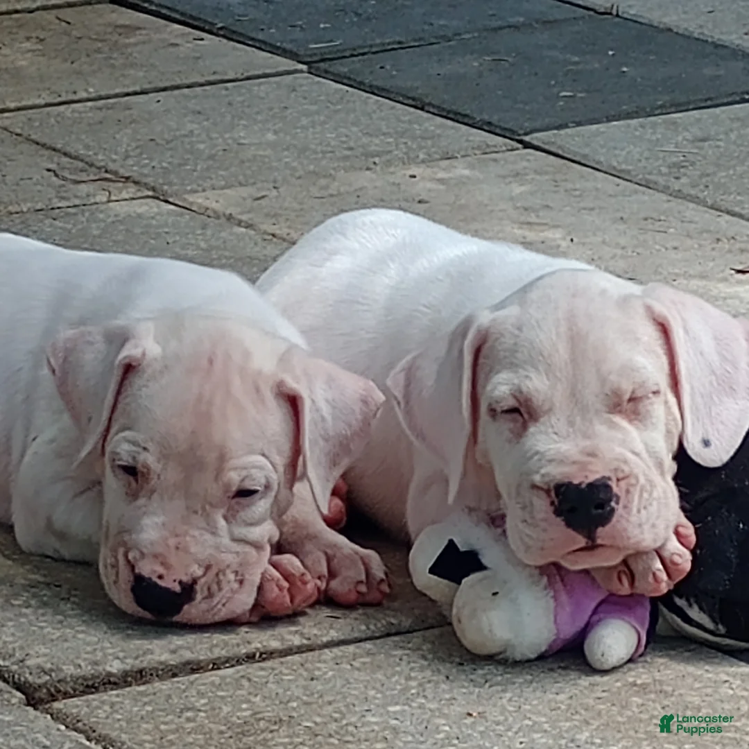 Dogo Argentino dogs for sale: Dogo Argentino Dogosaurus - Ad 1