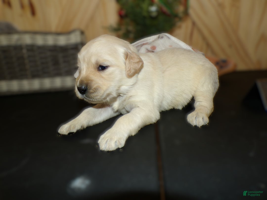 Golden Retriever dogs for sale: Golden Retriever Puppy 1 Rene - Ad 3