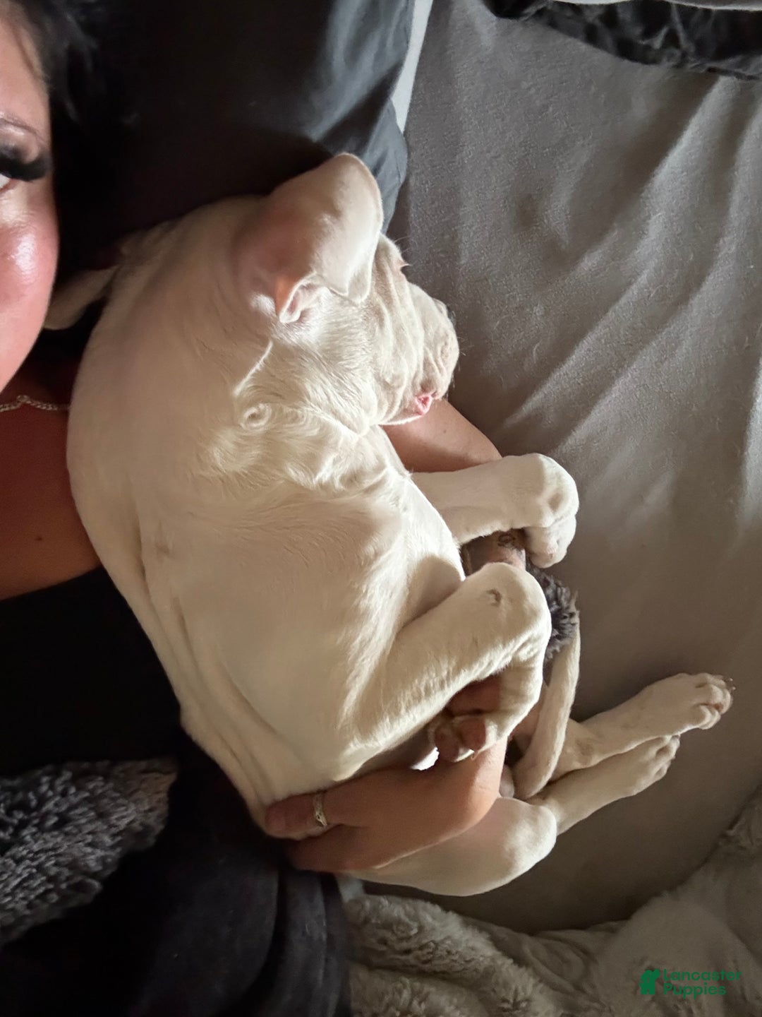 Dogo Argentino dogs for sale: Puppy M3 - Ad 12