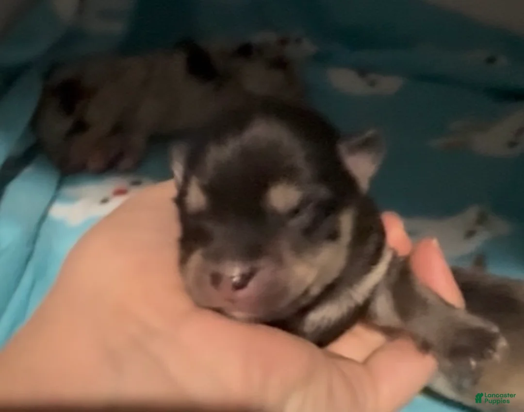 Pomsky dogs for sale: Simba Pomsky Puppy 3 - Ad 6