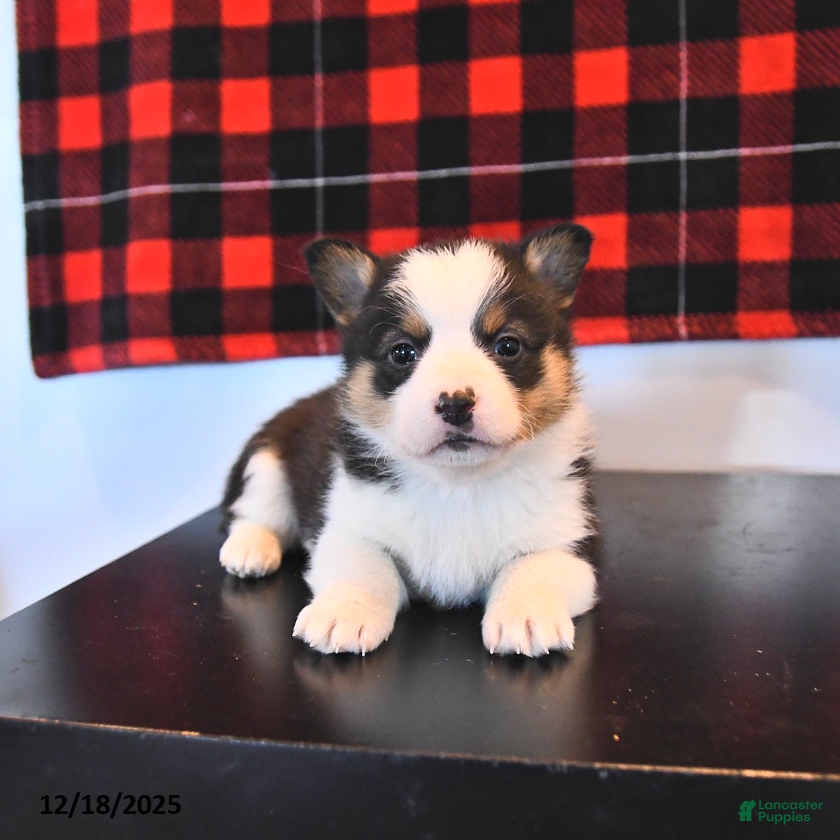 Welsh Corgi Pembroke dogs Gunner  - Ad 7