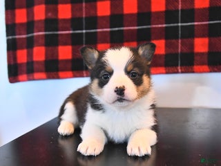 Welsh Corgi Pembroke dogs Gunner - Ad 30