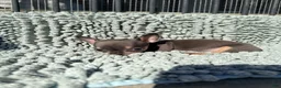 Chihuahua dogs for sale: Tiny Anna  - Ad 7