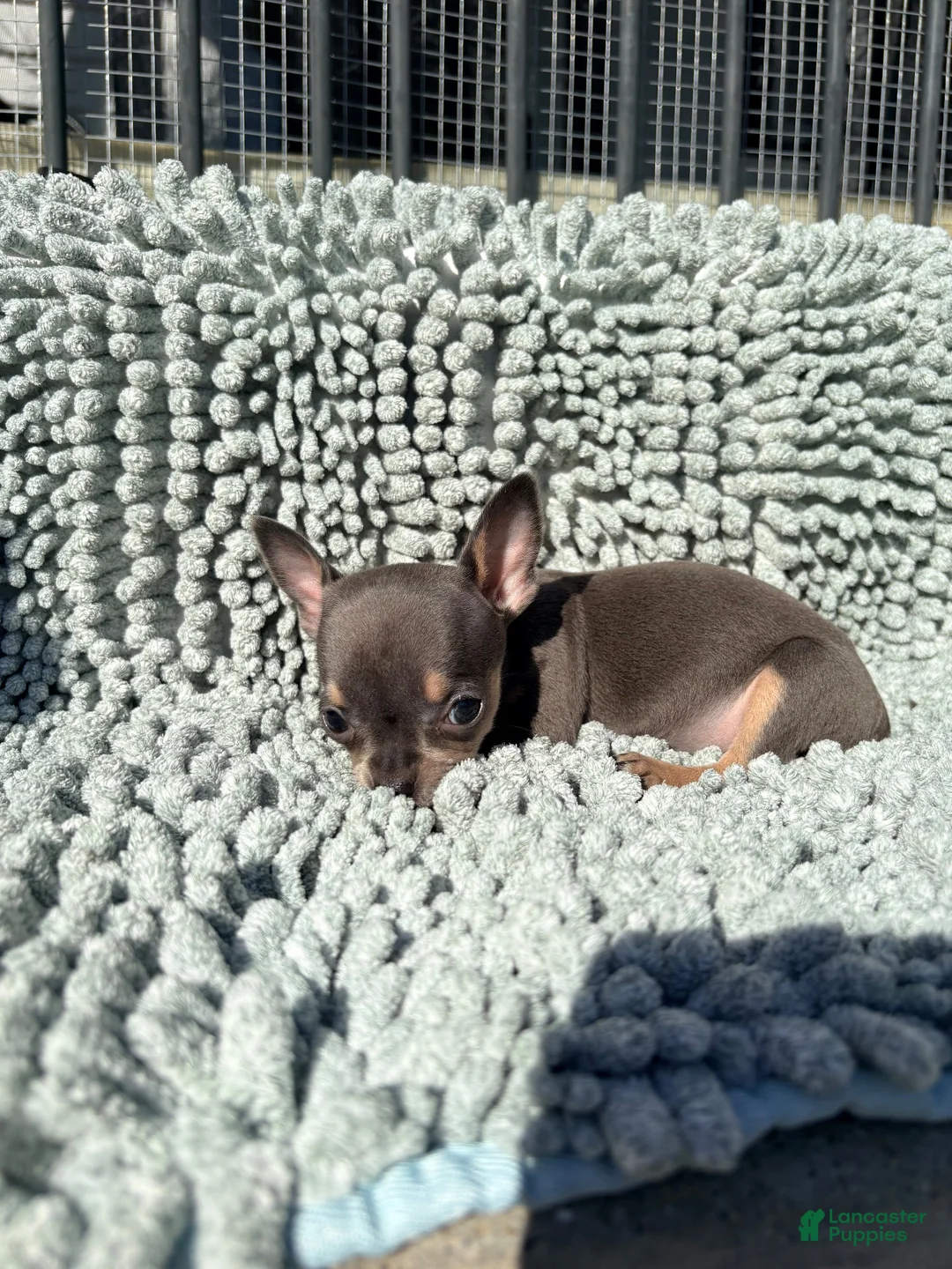 Chihuahua dogs for sale: Tiny Anna  - Ad 7