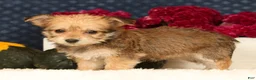 Yochon dogs for sale: Trinity - Ad 7