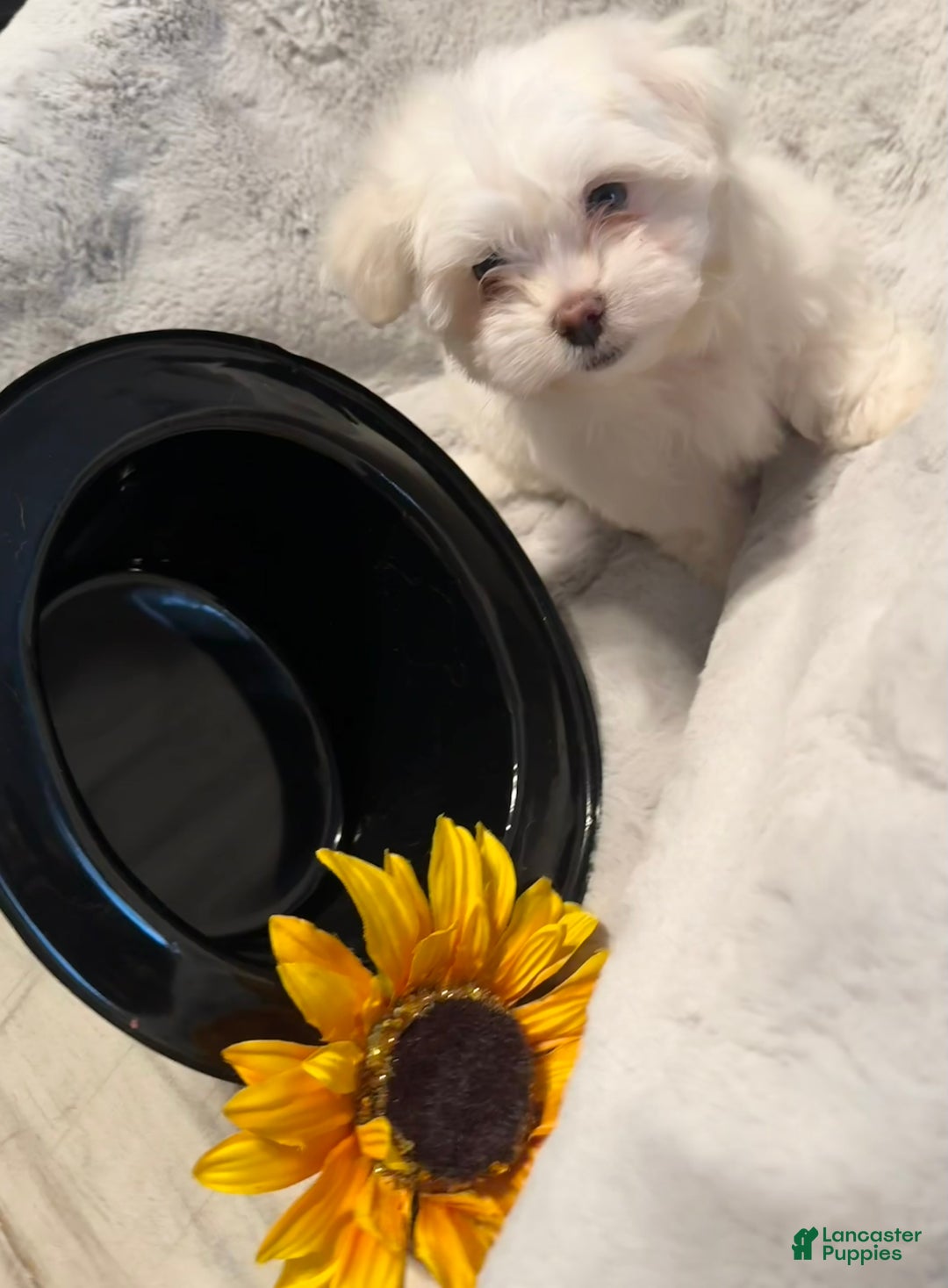 Mixed Breed dogs for sale:  Lhatese Breed “Daisy” - Ad 6