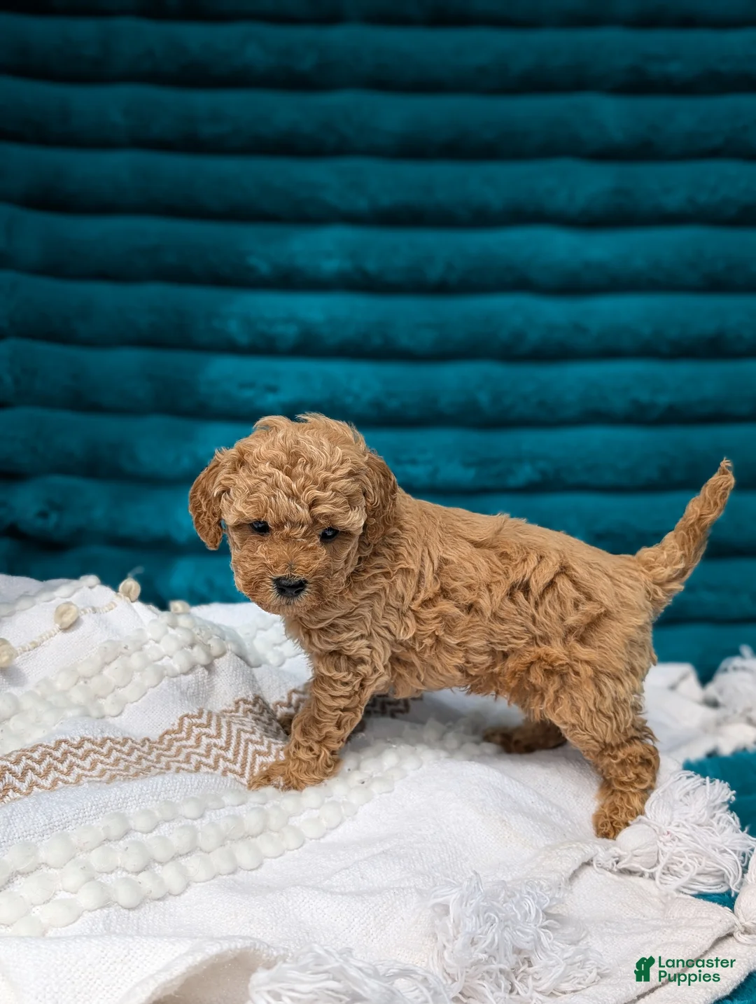 Toy Poodle dogs for sale: Vance - Ad 6