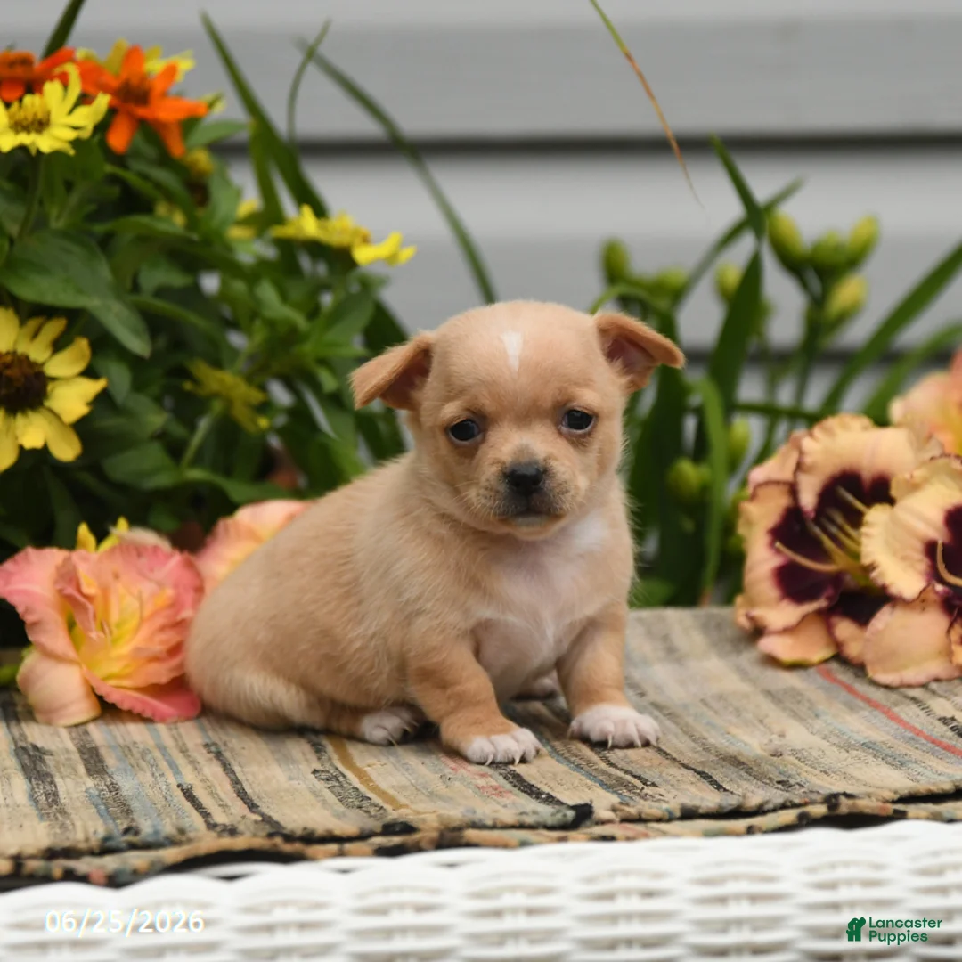 Chihuahua dogs for sale: Poppy - Ad 1