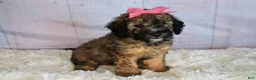 Saint Berdoodles dogs for sale: Stella Bella - Mini Saint Berdoodle - Ad 13
