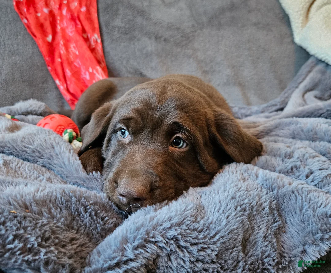 Labrador Retriever dogs for sale: Labrador Retriever Puppy 1 - Ad 1