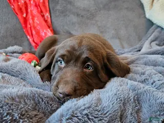 Labrador Retriever dogs Labrador Retriever Puppy 1 - Ad 6