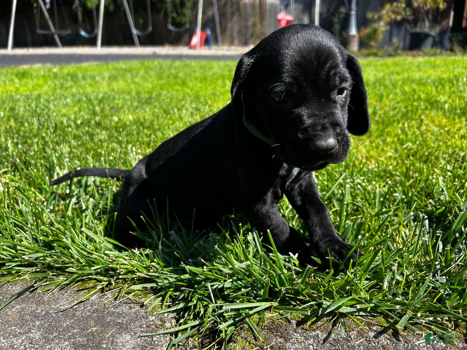 Mixed Breed dogs Green - Ad 10