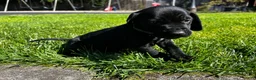 Mixed Breed dogs for sale: Green - Ad 1