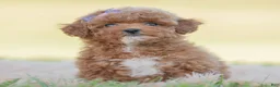 Toy Poodle dogs for sale: Krymsun - Ad 4