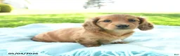Miniature Dachshund dogs for sale: Poppy - Ad 2
