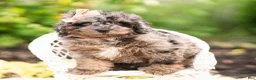 Maltipoo dogs for sale: Mossmallow - Ad 5