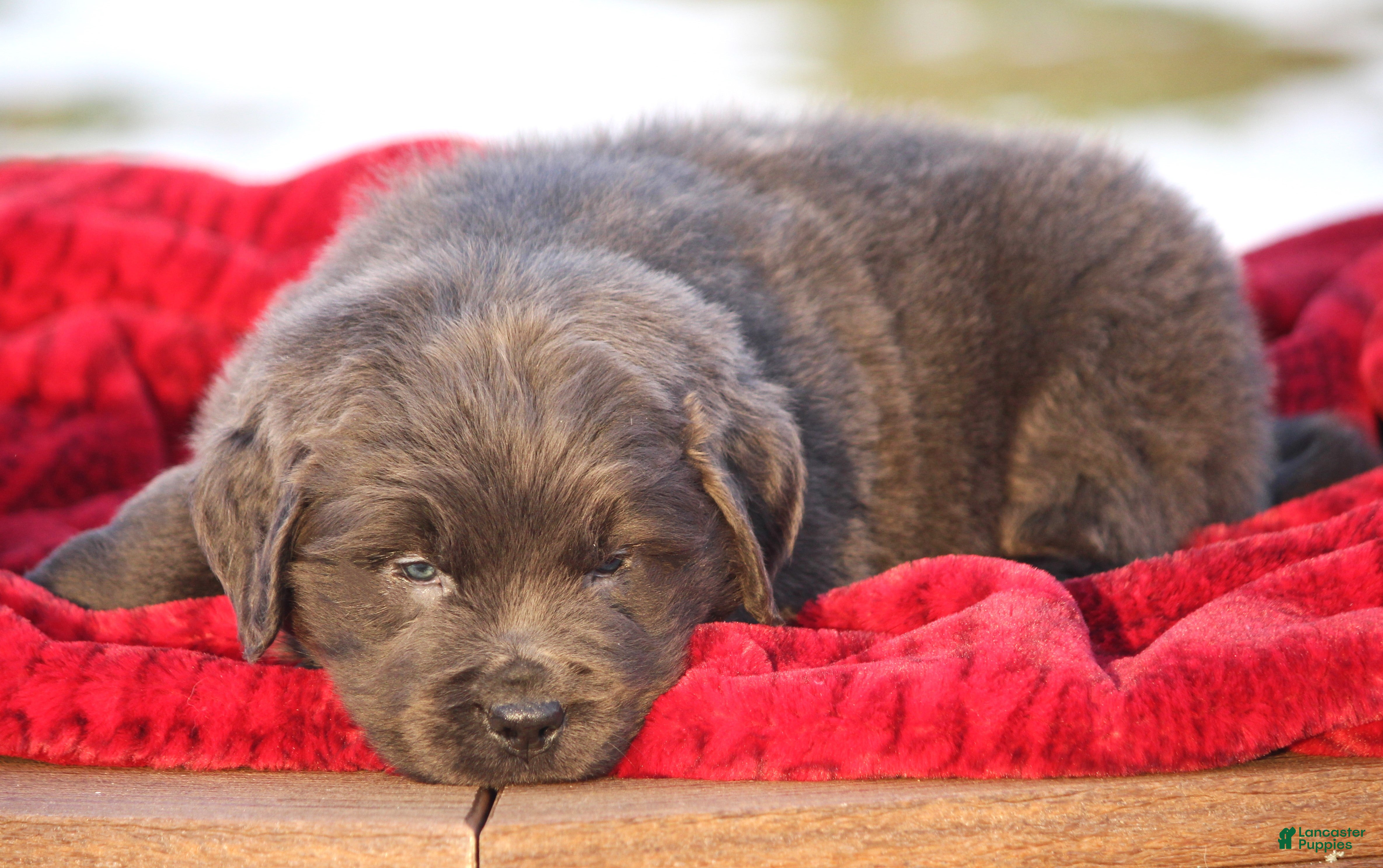 Newfoundland dogs Trey - Ad 20