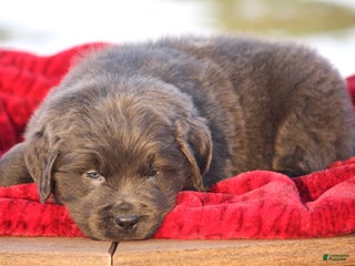 Newfoundland dogs Trey - Ad 3