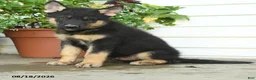 Gerberian Shepsky dogs for sale: Tucker - Ad 5