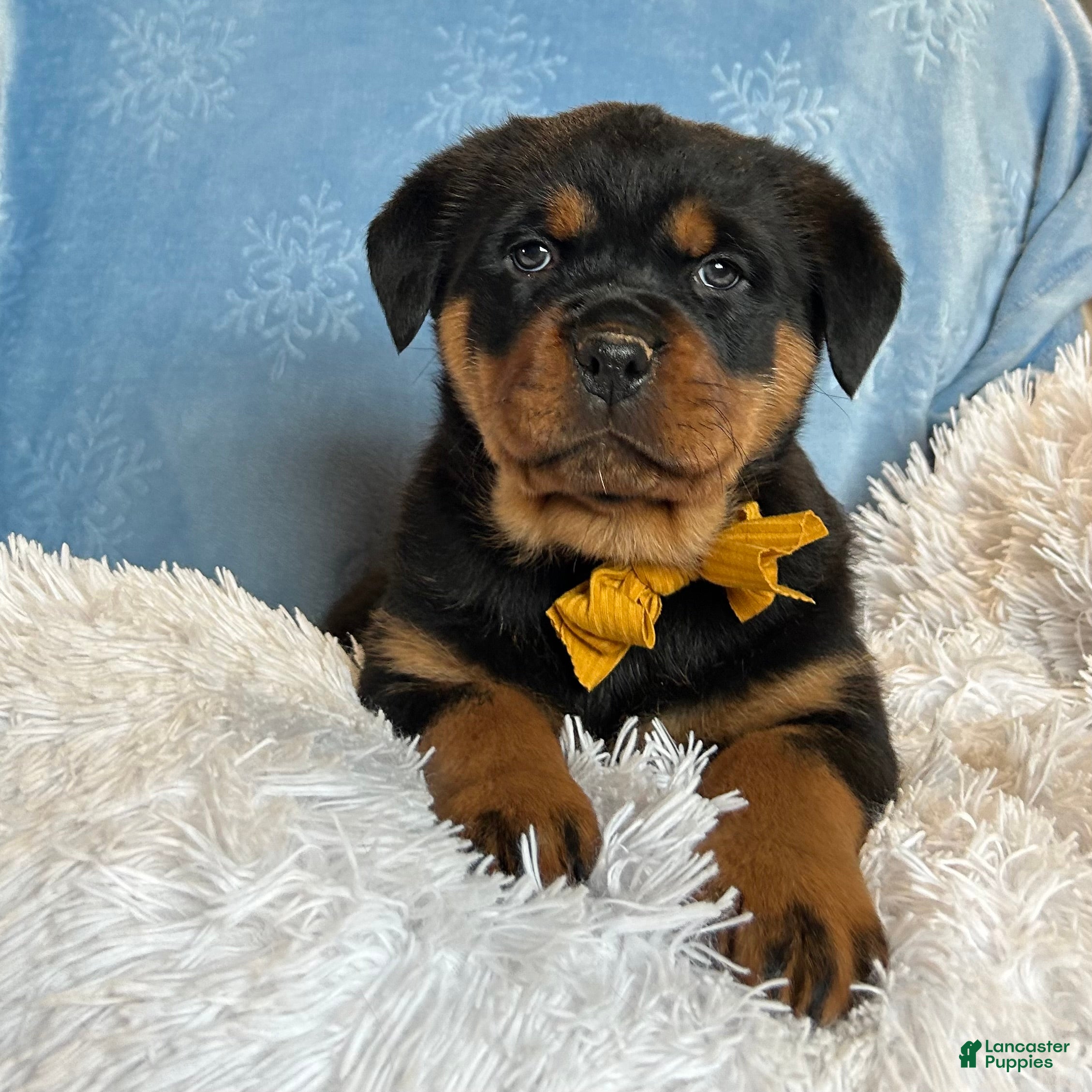 Rottweiler dogs Sidney - Ad 20