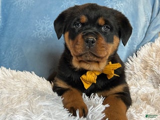 Rottweiler dogs Sidney - Ad 20