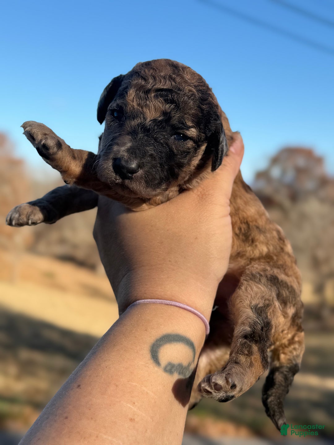 Sheepadoodle dogs for sale: Peanut Butter - Ad 3