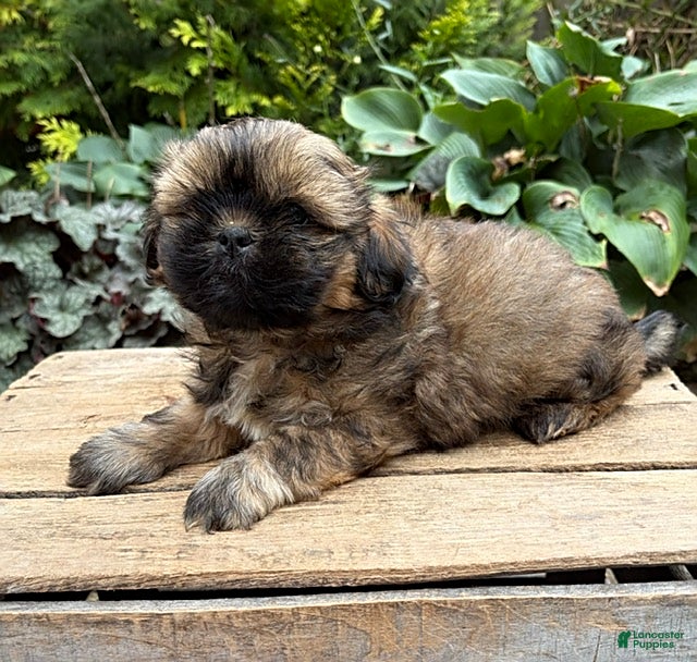 Shih Tzu dogs Cooper - Ad 2