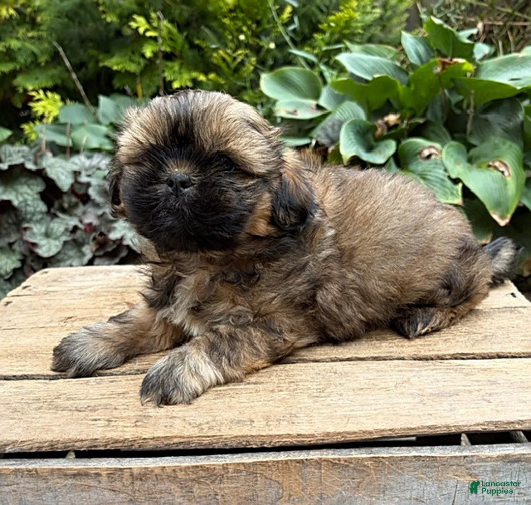 Shih Tzu dogs for sale: Cooper - Ad 2