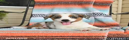 Mixed Breed dogs for sale: Tundra - Ad 3