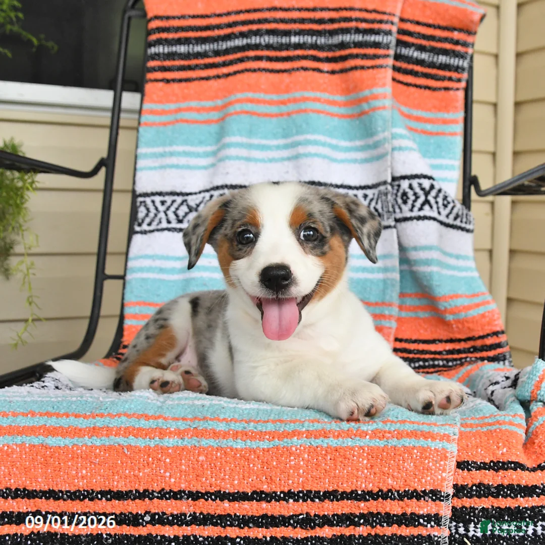Mixed Breed dogs for sale: Tundra - Ad 3