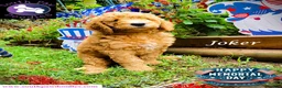Goldendoodle dogs for sale: Joker - Ad 5