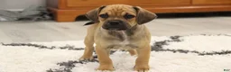 Puggle dogs for sale: Canyon - Ad 5