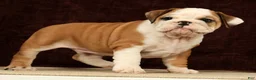 English Bulldog dogs for sale: Maxx - Ad 9