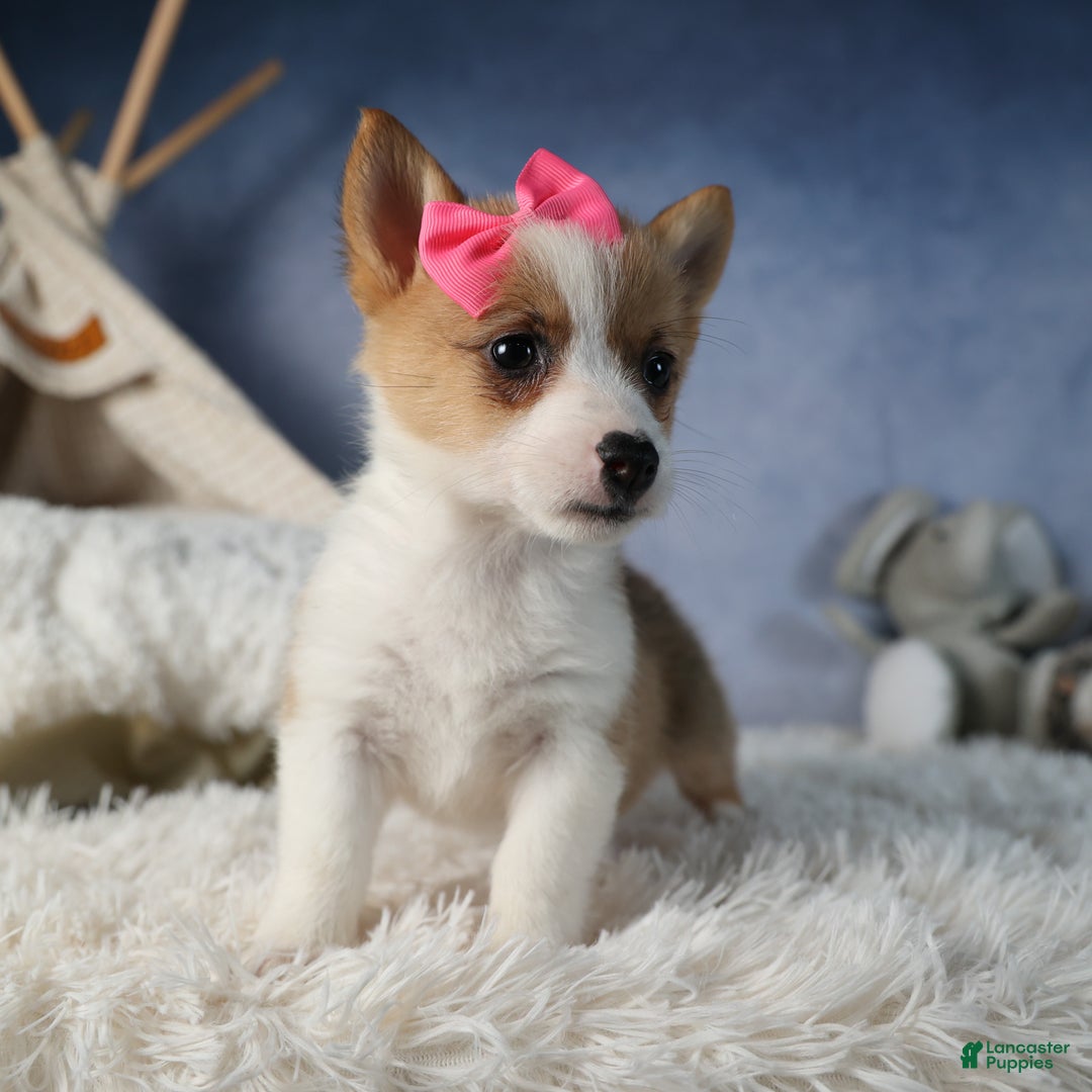 Welsh Corgi Pembroke dogs for sale: Dixie - Ad 7