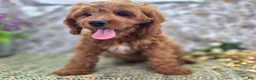 Cavapoo dogs for sale: Iceberg - Ad 15