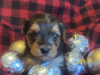 Yorkshire Terrier dogs Spice - Ad 22