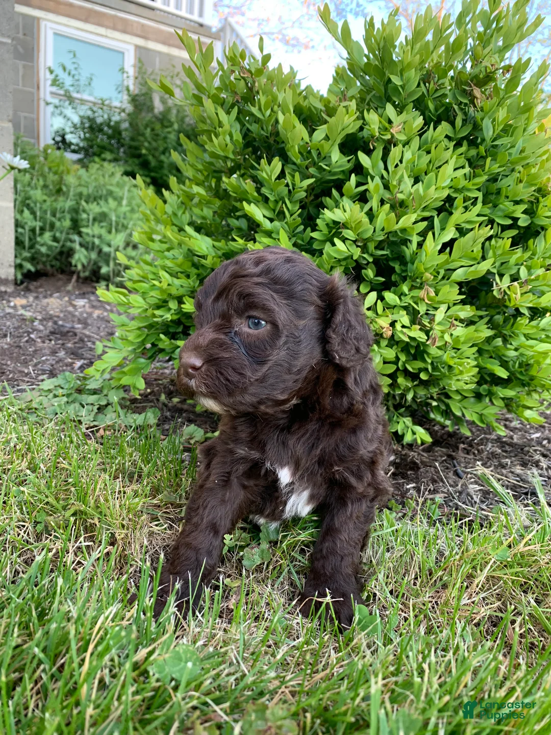 Portuguese Water Dog dogs for sale: Lola - Ad 2