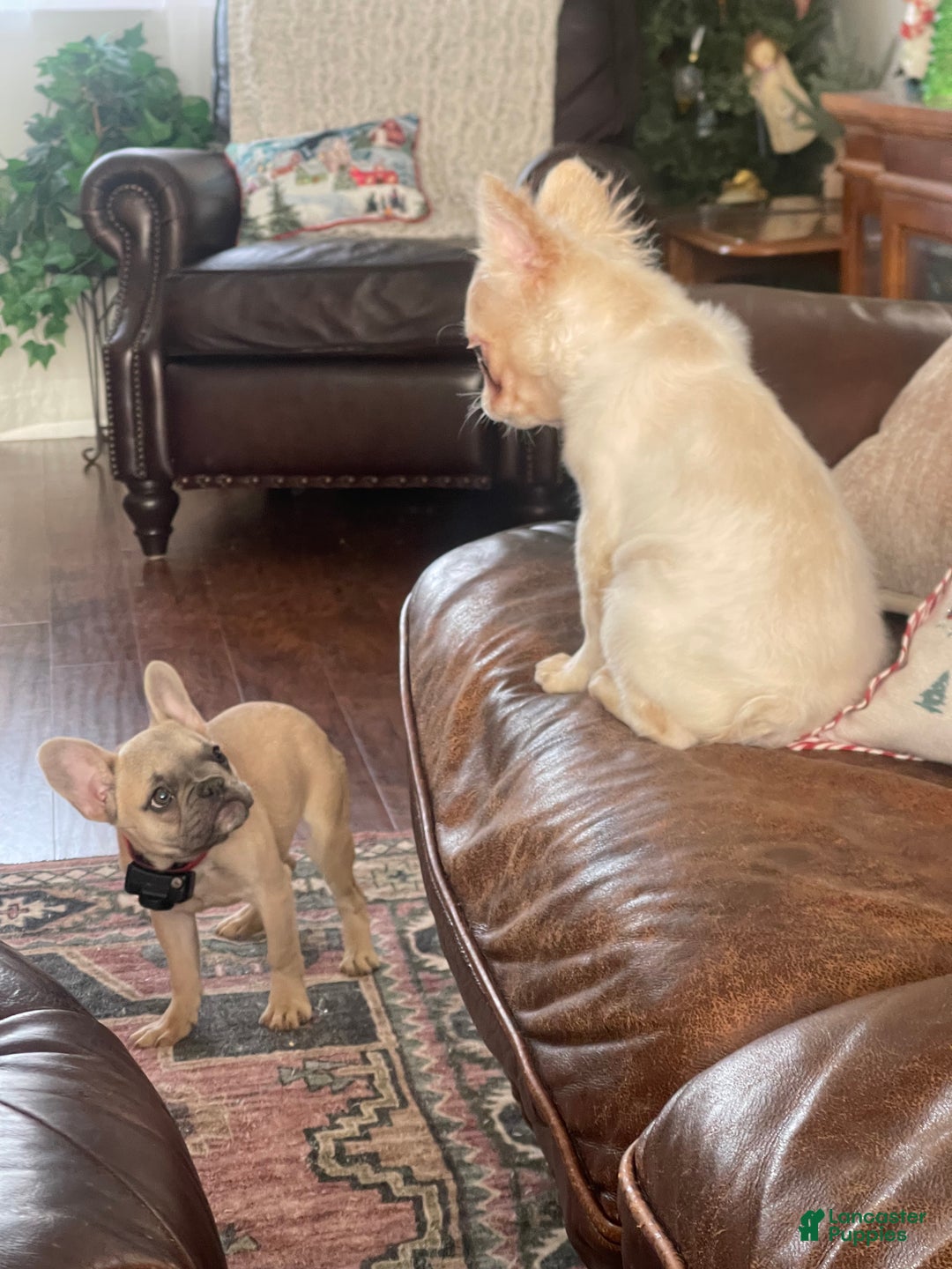 French Bulldog dogs for sale: Snail - Ad 6