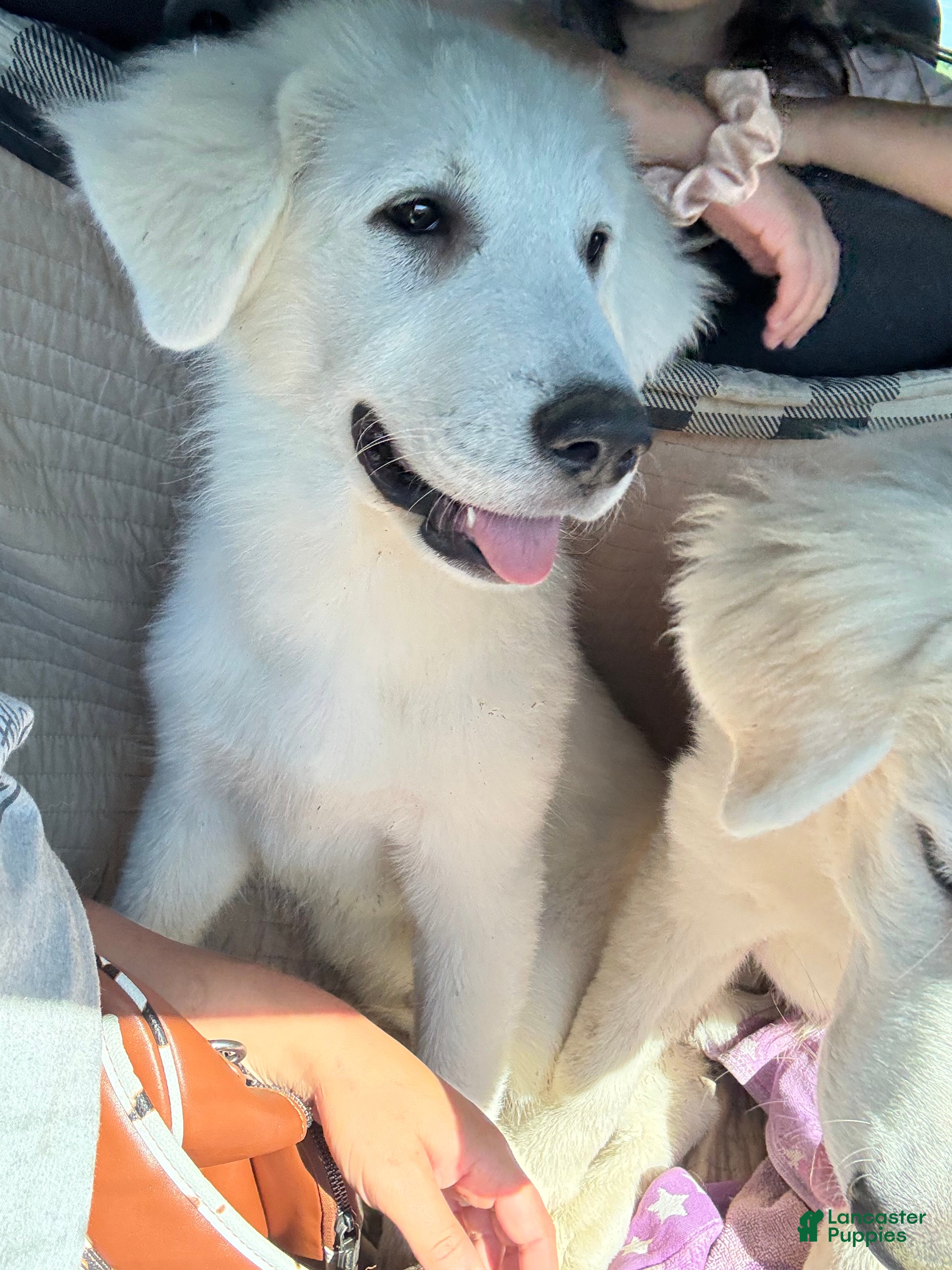 Great Pyrenees dogs Great Pyrenees Male aka Wasabi - Ad 3