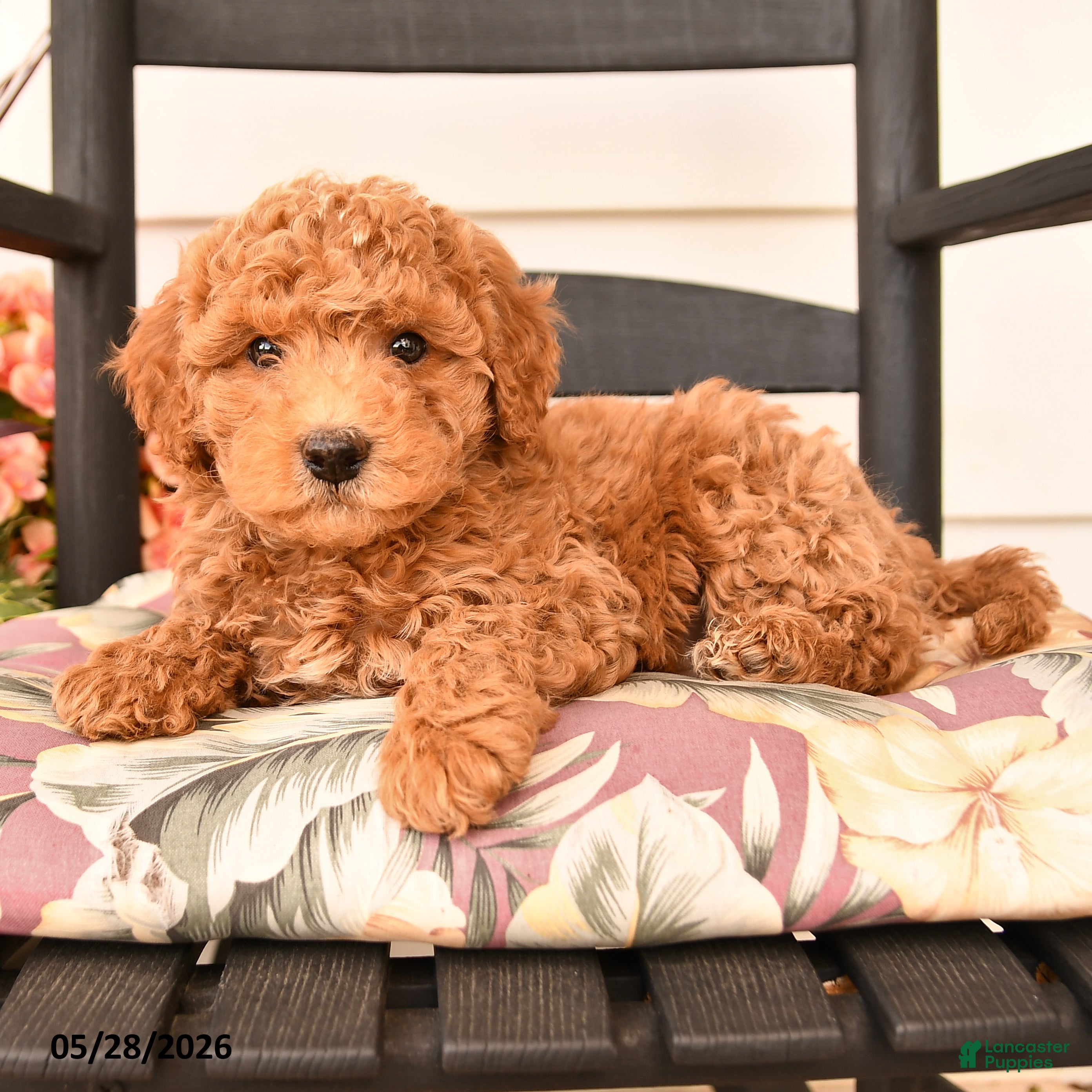 Miniature Poodle dogs Jesse - Ad 2