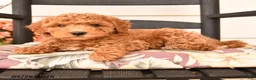 Miniature Poodle dogs for sale: Jesse - Ad 2